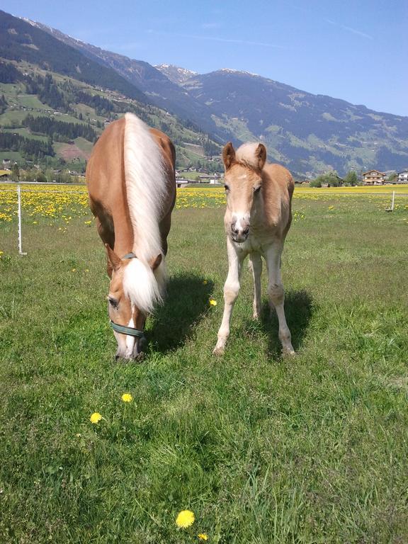 Larchergut Mayrhofen Dış mekan fotoğraf